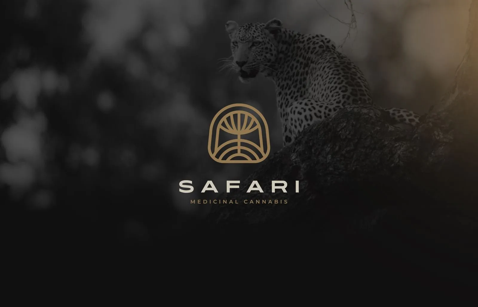 Safari arched tree logo